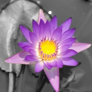 Meet your Posher, Steve